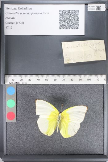 Media type: image;   Entomology 116970